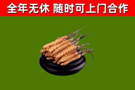 温岭烟酒回收冬虫夏草.jpg